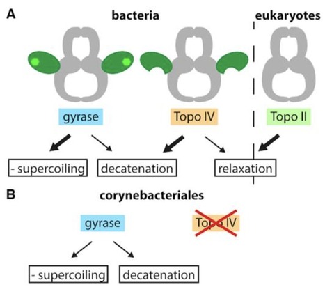 What makes a type IIA topoisomerase a gyrase or a Topo IV? | NAR | RMH | Scoop.it