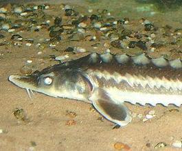 Ban on fishing of sturgeon for caviar in Caspian Sea announced | Soggy Science | Scoop.it