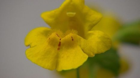 Scientists discover a new flower of Shetland - BBC News | Biodiversité | Scoop.it