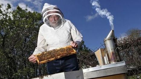 US sets up honey bee loss task force - BBC News | Peer2Politics | Scoop.it