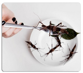 Le Blog officiel de Vitagora, le Pôle de compétitivité goût-nutrition-santé » Demain, des insectes au menu ? Ce à quoi il faut (vraiment) s’attendre | IPCI : Ingénierie de Produits à l'interface Cuisine-Industrie | Scoop.it