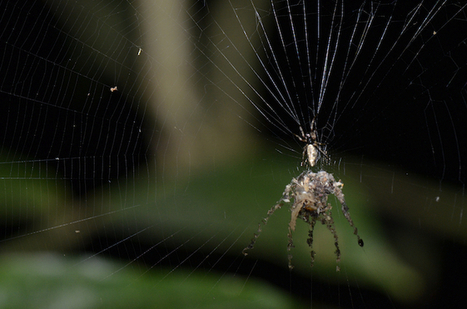 L'araignée qui construisait des répliques géantes et le papillon déguisé en araignée | EntomoScience | Scoop.it
