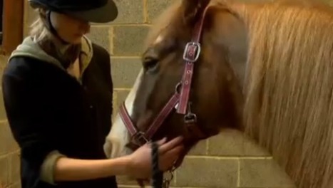Sensible aux expressions faciales, le cheval est capable de d&eacute;tecter 17 &eacute;motions humaines - Sciences - MYTF1News | Cheval et Nature | Scoop.it