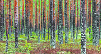 En Suède, la forêt manque de naturel | Les Colocs du jardin | Scoop.it