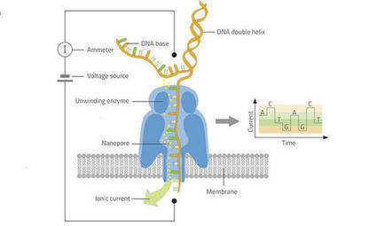 Le séquençage par nanopores, comment ça marche ? | EntomoScience | Scoop.it