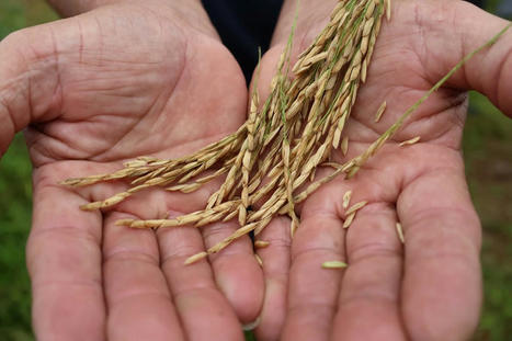 SARAWAK, MALAYSIA: Sustainable Rice Farming Project Supported by WWF-Malaysia, CIMB Islamic Empowers Farmers in Ba’Kelalan | SRI Global News ++ March - May 2025    System of Rice Intensification (SRI) | Scoop.it
