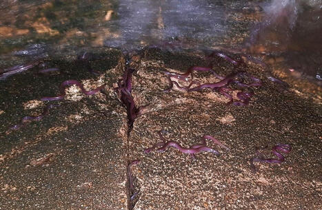 CLIMATE: Behind Sri Lanka&rsquo;s &lsquo;fish rain&rsquo; lies a web of migrations now blocked by rising dams | DURABILITES | Scoop.it