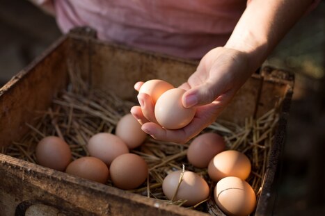 Lorain City Council advances chicken-keeping ordinance to second reading - cleveland.com | Industry 411 - Waste Management | Scoop.it