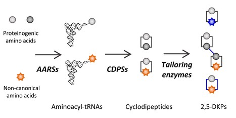 Manipuler les voies de biosynth&egrave;se de produits naturels pour g&eacute;n&eacute;rer une large diversit&eacute; de mol&eacute;cules bioactives | Life Sciences Universit&eacute; Paris-Saclay | Scoop.it