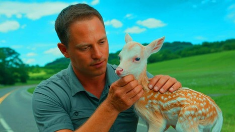 “He Thought It Was a Sheep”: Texas Driver Rescues Rare Albino Fawn by the Roadside (and It’s a Miracle It Survived) | Industry 411 - Waste Management | Scoop.it