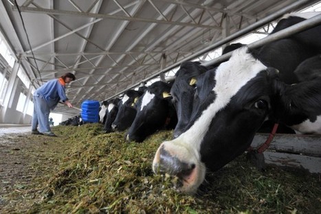 Dur été pour les producteurs de lait - LaPresse.ca | Economie de l'Elevage | Scoop.it