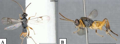 « Un piqué puis la piqûre », la première vidéo d'un parasitoïde plongeur, espèce nouvelle | EntomoNews | Scoop.it