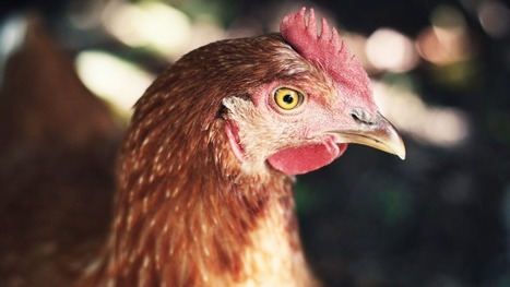 Yonne : les mesures luttant contre l'épidémie de grippe aviaire remises en question - France 3 Bourgogne-Franche-Comté | Le Fil @gricole | Scoop.it