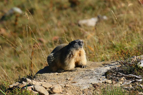 La marmotte victime du réchauffement climatique dans les Pyrénées | Biodiversité | Scoop.it