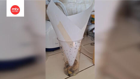 Miten eroon banaanikärpäsistä? | MTV Uutiset | 1Uutiset - Lukemisen tähden | Scoop.it