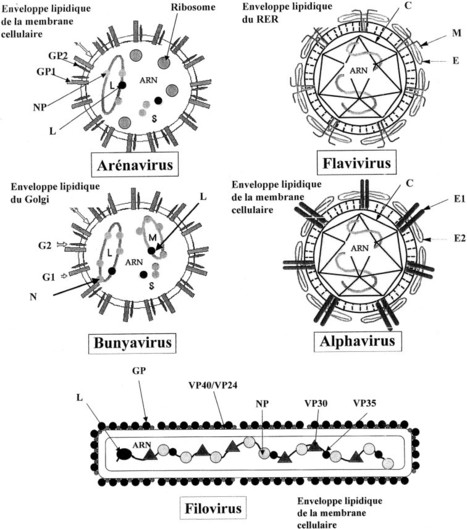 Revue g&eacute;n&eacute;rale des arboviroses, des ar&eacute;naviroses et des filoviroses # 1 - Maladies infectieuses | Insect Archive | Scoop.it