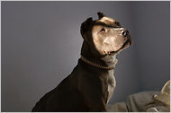 The Animal-Cruelty Syndrome - NYTimes.com | Empathy and Animals | Scoop.it