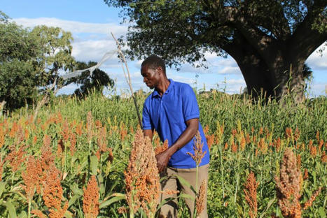 Farmers rediscover benefits of traditional small grains in Zimbabwe | Stage 5 Sustainable Biomes | Scoop.it