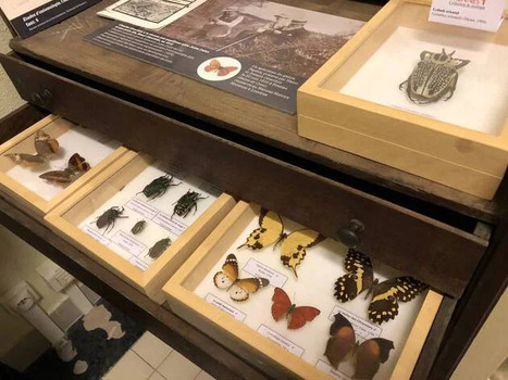 EN IMAGES. À Rennes, l’histoire de la galerie secrète aux 4 500 espèces naturalisées du monde entier | Insect Archive | Scoop.it