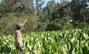 Africa: Producing Food Sustainably - Facts and Figures | Stage 5 Sustainable Biomes | Scoop.it