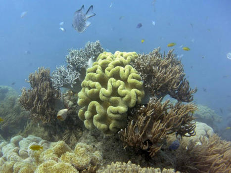 L'Australie investit dans la protection de la Grande barrière de corail | Biodiversité | Scoop.it