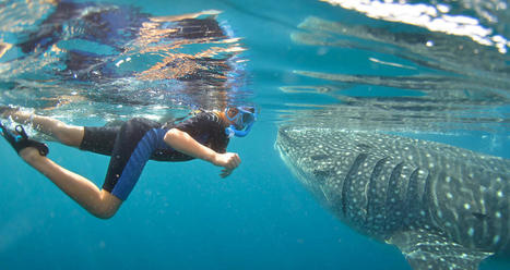 Swimming With Whale Sharks - Baja Whale Shark | Private Whale Shark Tour Cabo | Scoop.it