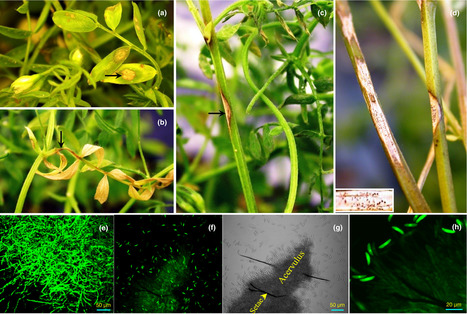 New Phytologist: Genetic map‐guided genome assembly reveals a virulence‐governing minichromosome in the lentil anthracnose pathogen Colletotrichum lentis (2019) | Plant Pathogenomics | Scoop.it