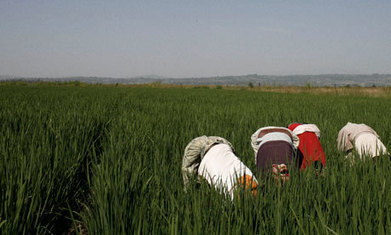 Indian investors are forcing Ethiopians off their land | Questions de développement ... | Scoop.it