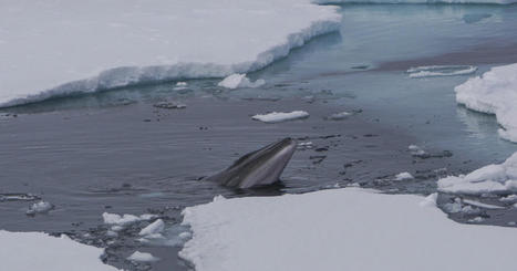 Dans l'Arctique, les paysages sonores des fonds marins évoluent avec le changement climatique | Biodiversité & Relations Homme - Nature - Environnement : Un Scoop.it du Muséum de Toulouse | Scoop.it