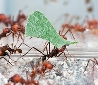 Sustainability as an Emergent Property: What Can We Learn from the Super-Organisms? | Sustainable Brands | Biomimicry 3.8 | Scoop.it