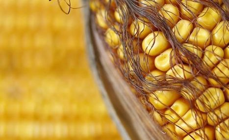 La Commission européenne approuve un maïs transgénique | Toxique, soyons vigilant ! | Scoop.it