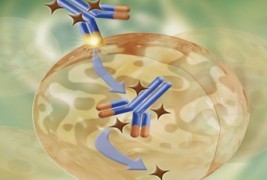 Biotest’s Antibody-drug Conjugate BT-062 In Multiple Myeloma Combination Therapy | Hematology | Scoop.it