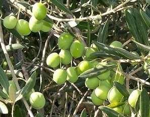 An action plan for olive oil : agricultural and rural convention - ARC 2020 | Agriculture et Alimentation Durable Méditerranéenne | Scoop.it