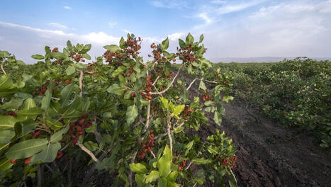 IRAN: Bans all agri-food exports | ASIES | Scoop.it