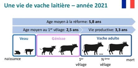 Connaître la longévité des vaches pour mieux l’améliorer | Lait de Normandie... et d'ailleurs | Scoop.it