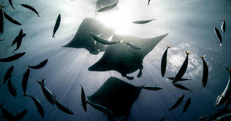 Assombrissement de la mer, force cachée des petits courants… le Journal de l’Océan | Biodiversité - @ZEHUB on Twitter | Scoop.it