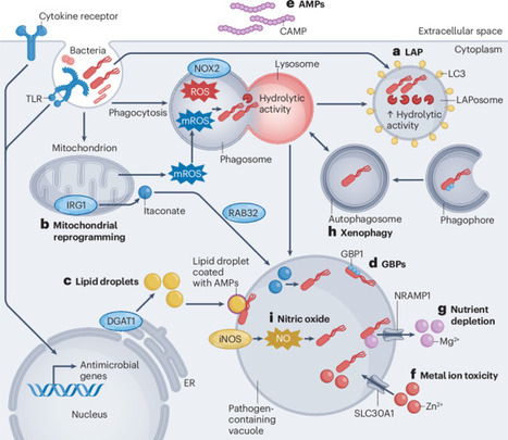 Inducible antibacterial responses in macrophages | Nature Reviews Immunology | Immunology | Scoop.it