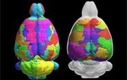 Un atlas du cerveau de rat pour mieux comprendre le cerveau de l’Homme | Life Sciences Université Paris-Saclay | Scoop.it