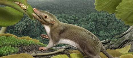 L'ancêtre commun des mammifères identifié | Merveilles - Marvels | Scoop.it