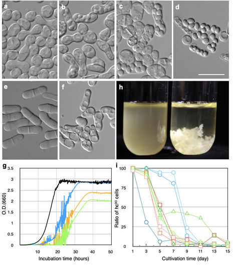 Constitutive sporulation in wild fission yeast enhances insect-mediated survival | brvm | RMH | Scoop.it