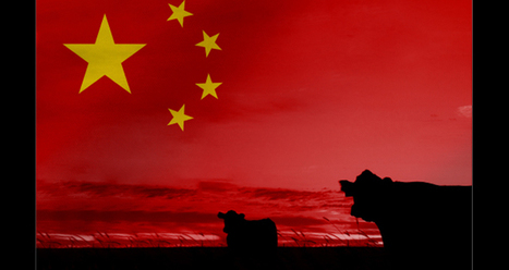 La Chine tire le marché international | Actualité Bétail | Scoop.it