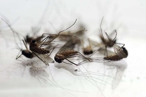 Des moustiques transgéniques pour lutter contre le virus Zika et la dengue | EntomoNews | Scoop.it