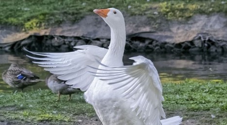 goose beating wings at 15fps - AF-C test on the Nikon 1 - thomas stirr | Mirrorless Cameras | Scoop.it