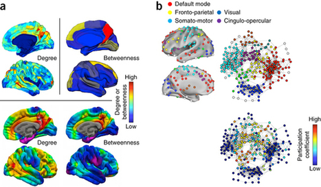 Contributions and challenges for network models in cognitive neuroscience | Papers | Scoop.it