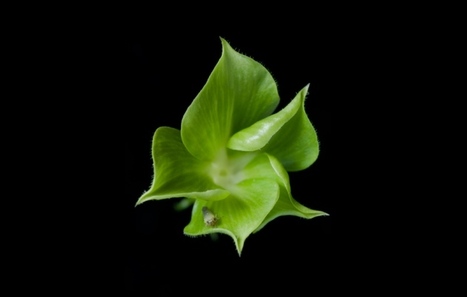 Nature News: Bacterial tricks for turning plants into zombies  (2014) | SEED-DREAM Lab info | Scoop.it