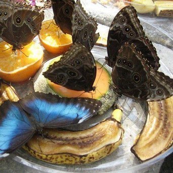 butterflys | Eco-Friendly Lifestyle | Scoop.it