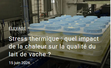 Stress thermique : quel impact de la chaleur sur la qualit&eacute; du lait de vache ? | SCIENCES DE L' ANIMAL | Scoop.it