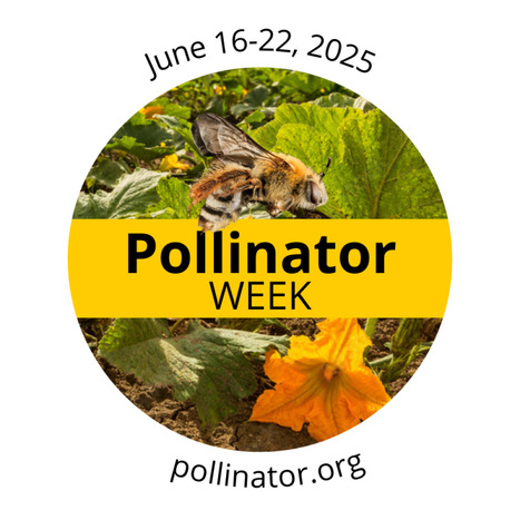 Entomo-calendrier Juin 2025 | Variétés entomologiques | Scoop.it