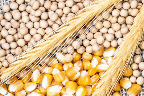 FAO: Global ag production to increase 14% in next decade | World Grain | MED-Amin network | Scoop.it
