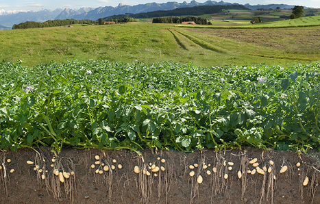 INRA - EFESE, services écosystémiques rendus par les écosystèmes agricoles | Biodiversité | Scoop.it